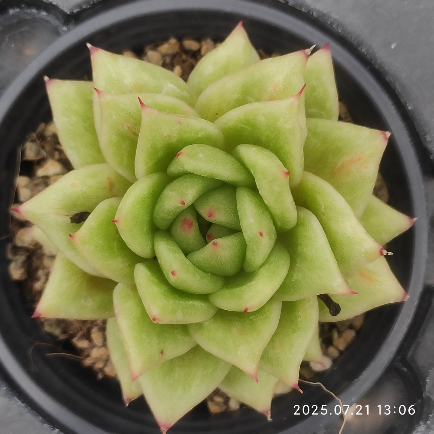 MMY1112 リンカーン(9cm pot)