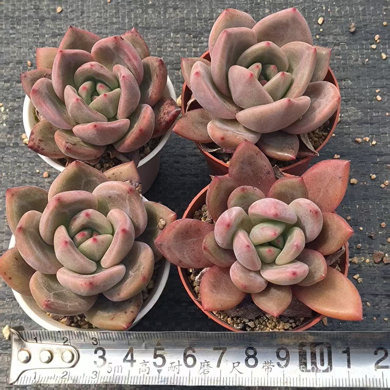 RDD144 ラブバードズ(6.5 cm pot)