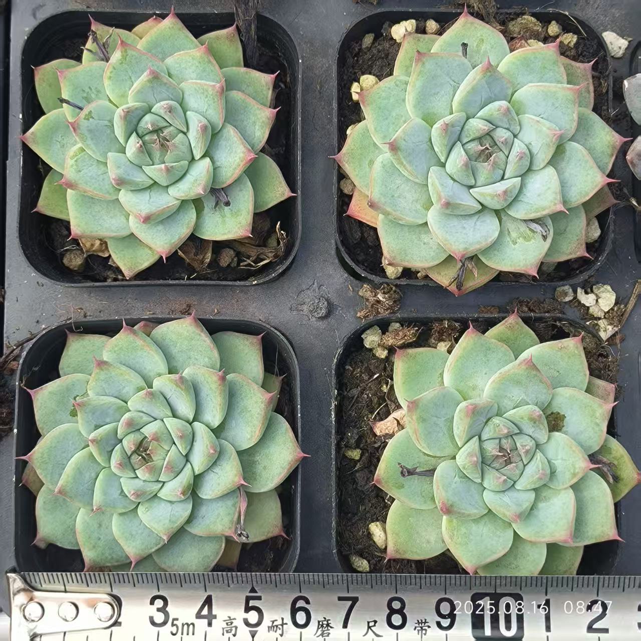 LG717 チワワエンシス Hyb(6.5cm pot)