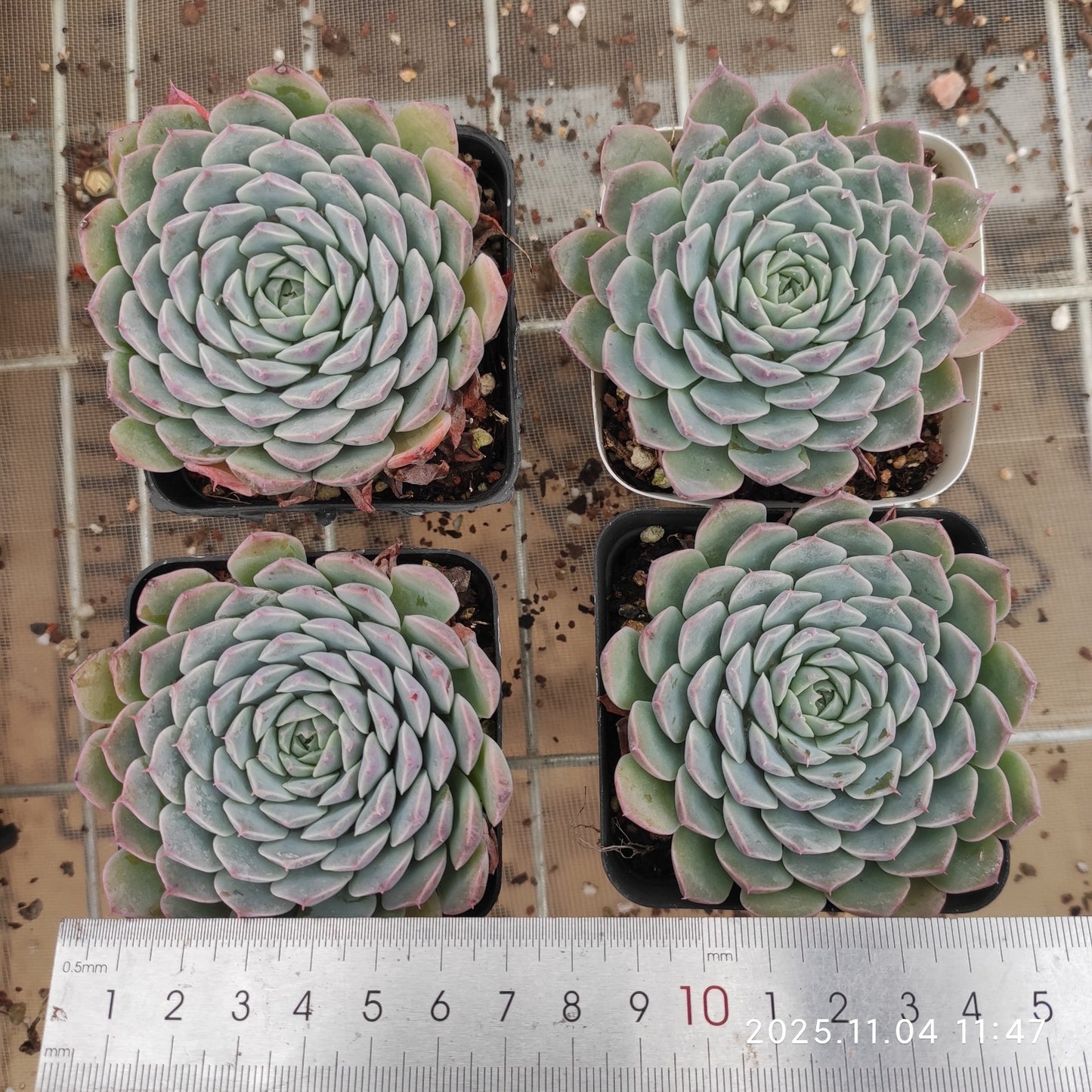 22279 トゥクスパン(7cm pot)