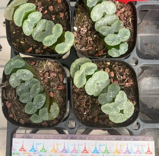CS378 ハオルチア 大瀑布(7cm pot)