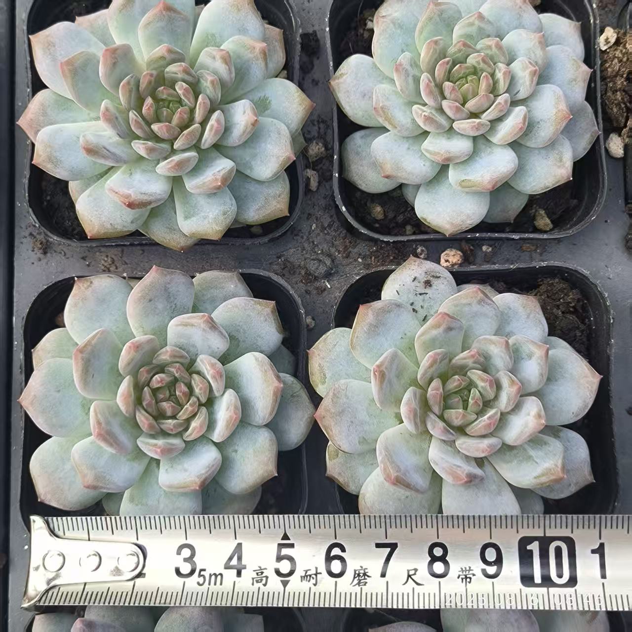 LG769 ジェイドモンロー (6.5cm pot)