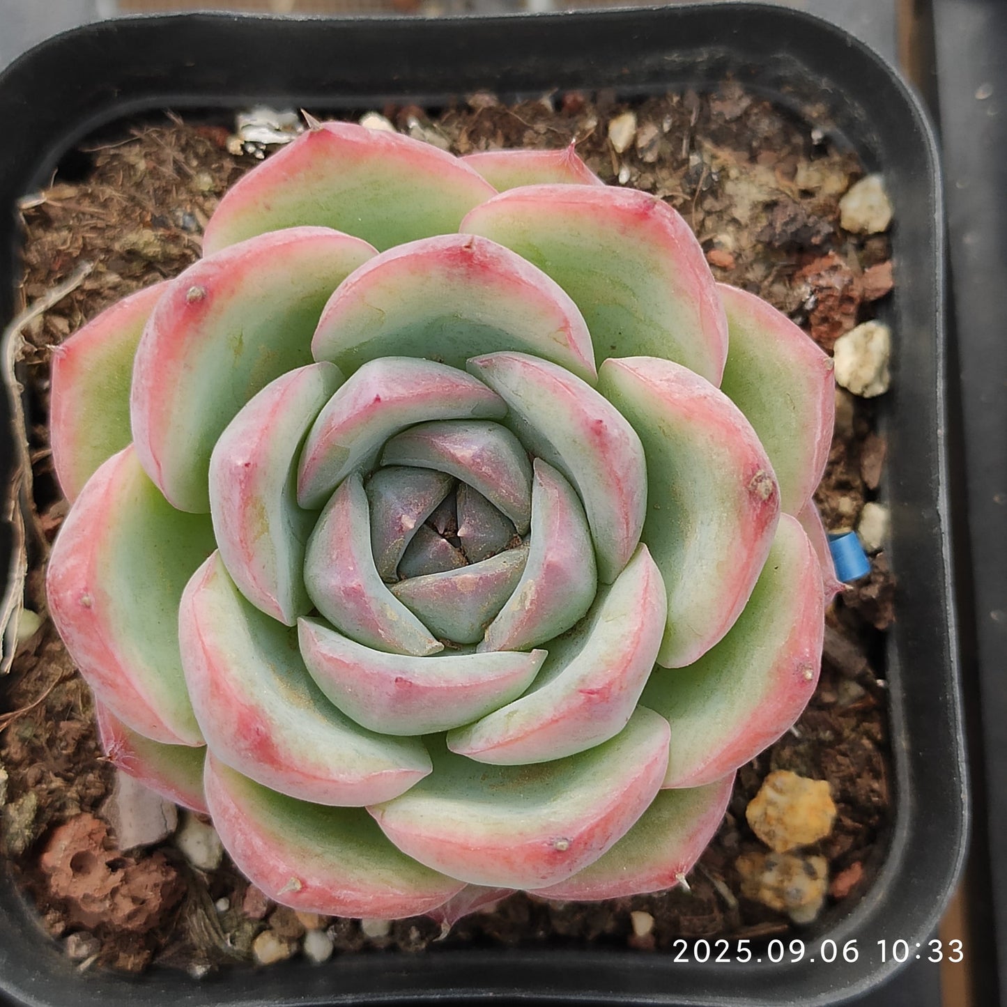 RC029 ピンククリスタルローズ(7cm pot)
