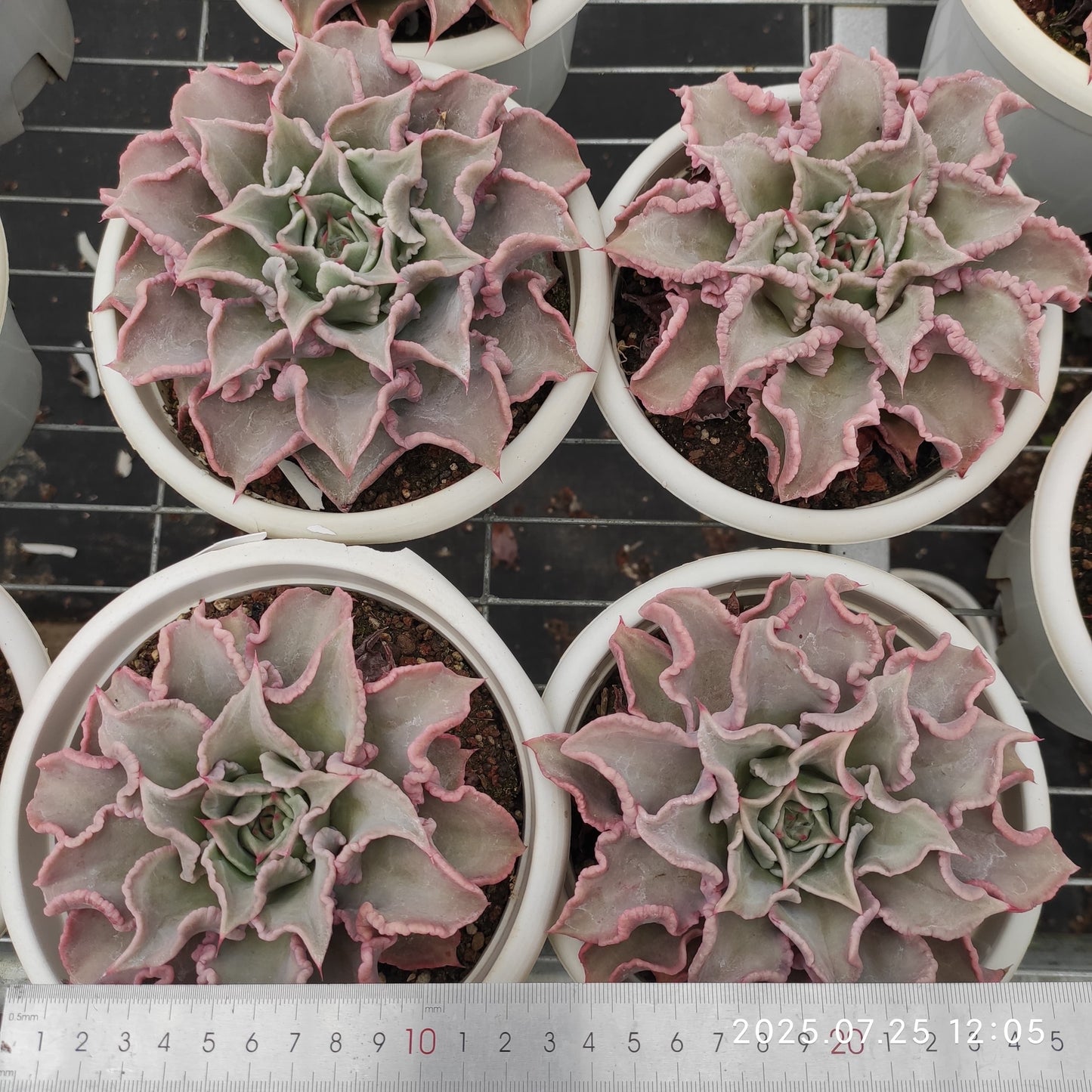 NGN375 マディバ(16cm pot)