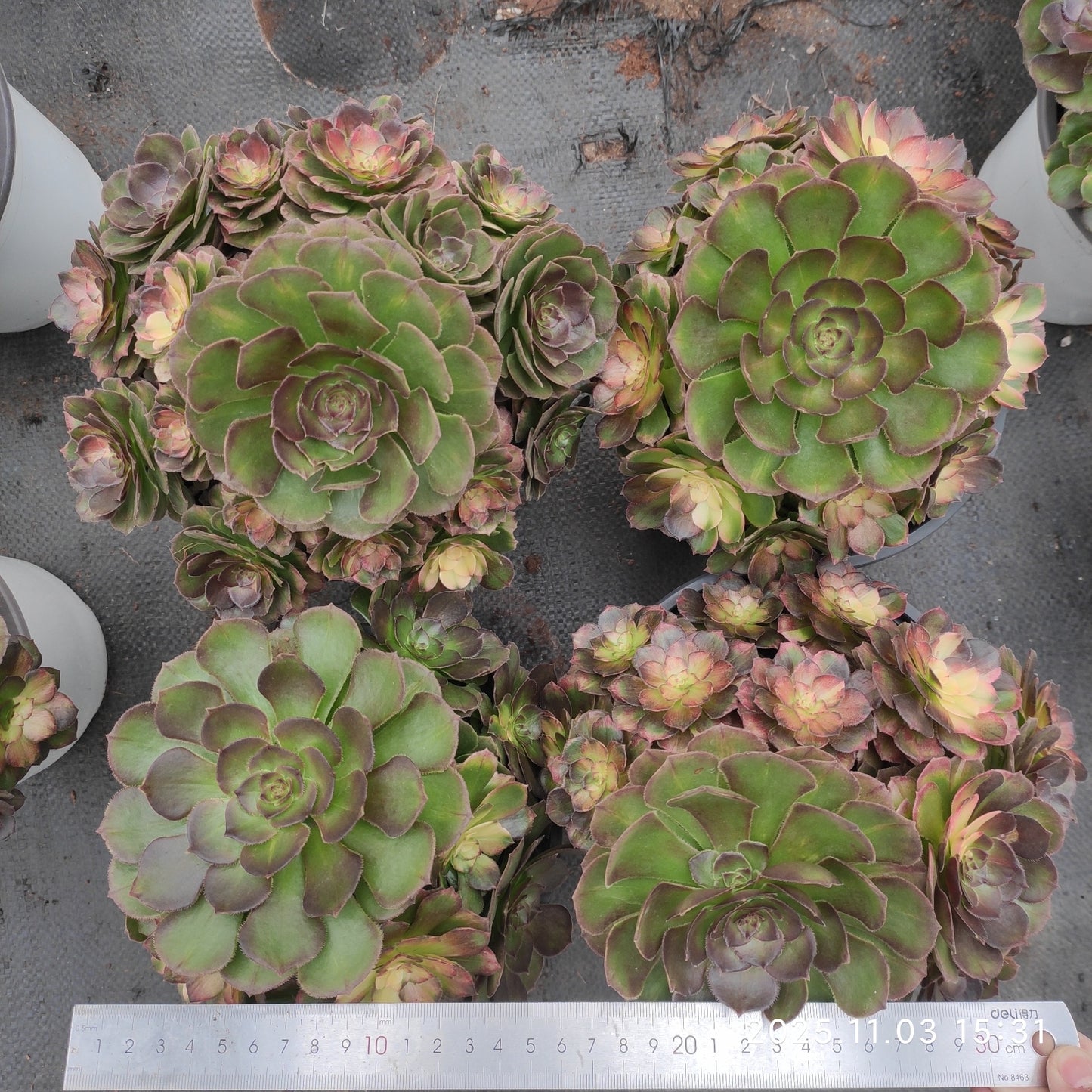 22318 シー キング(18cm pot)