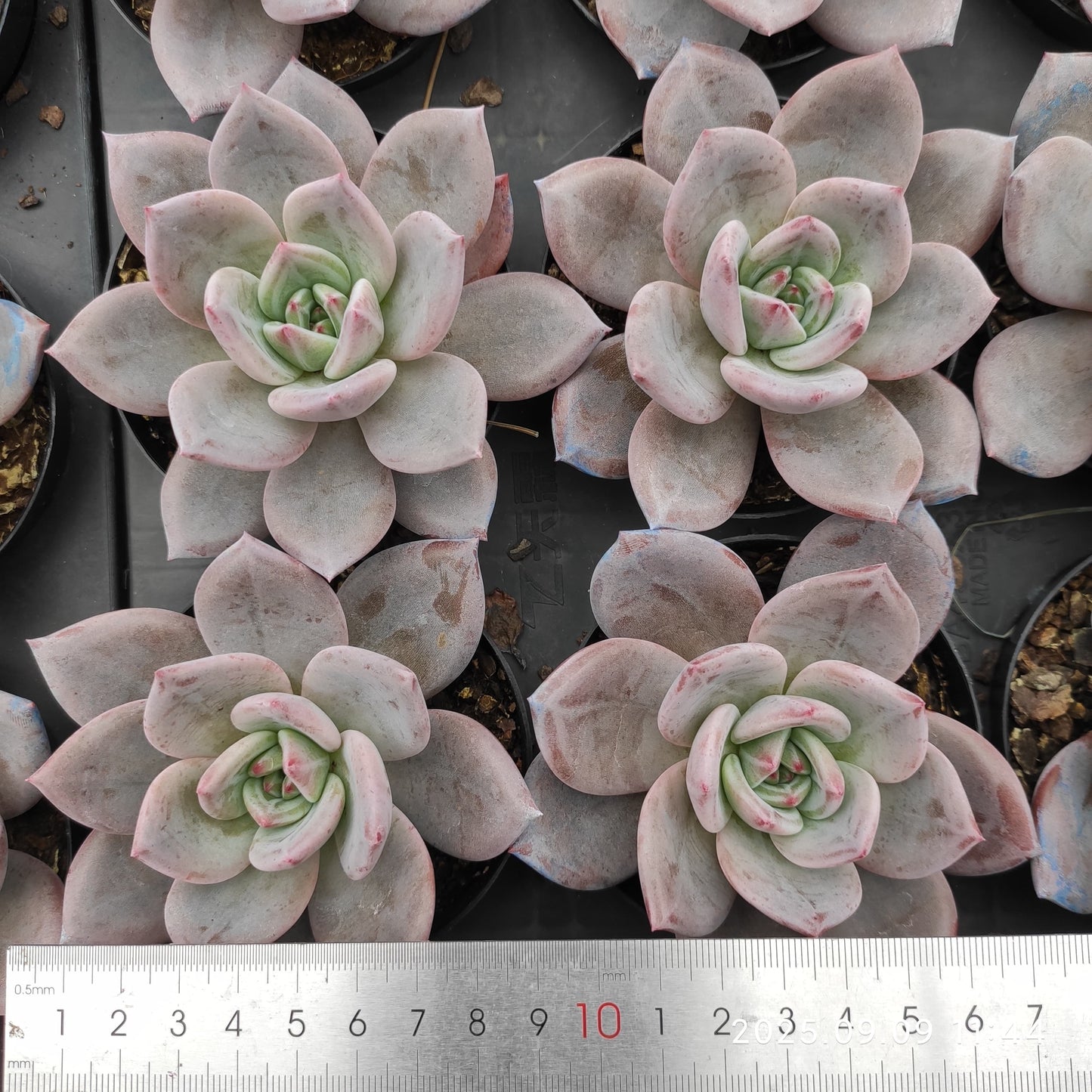 MMT867 シャンペーン(9cm pot)