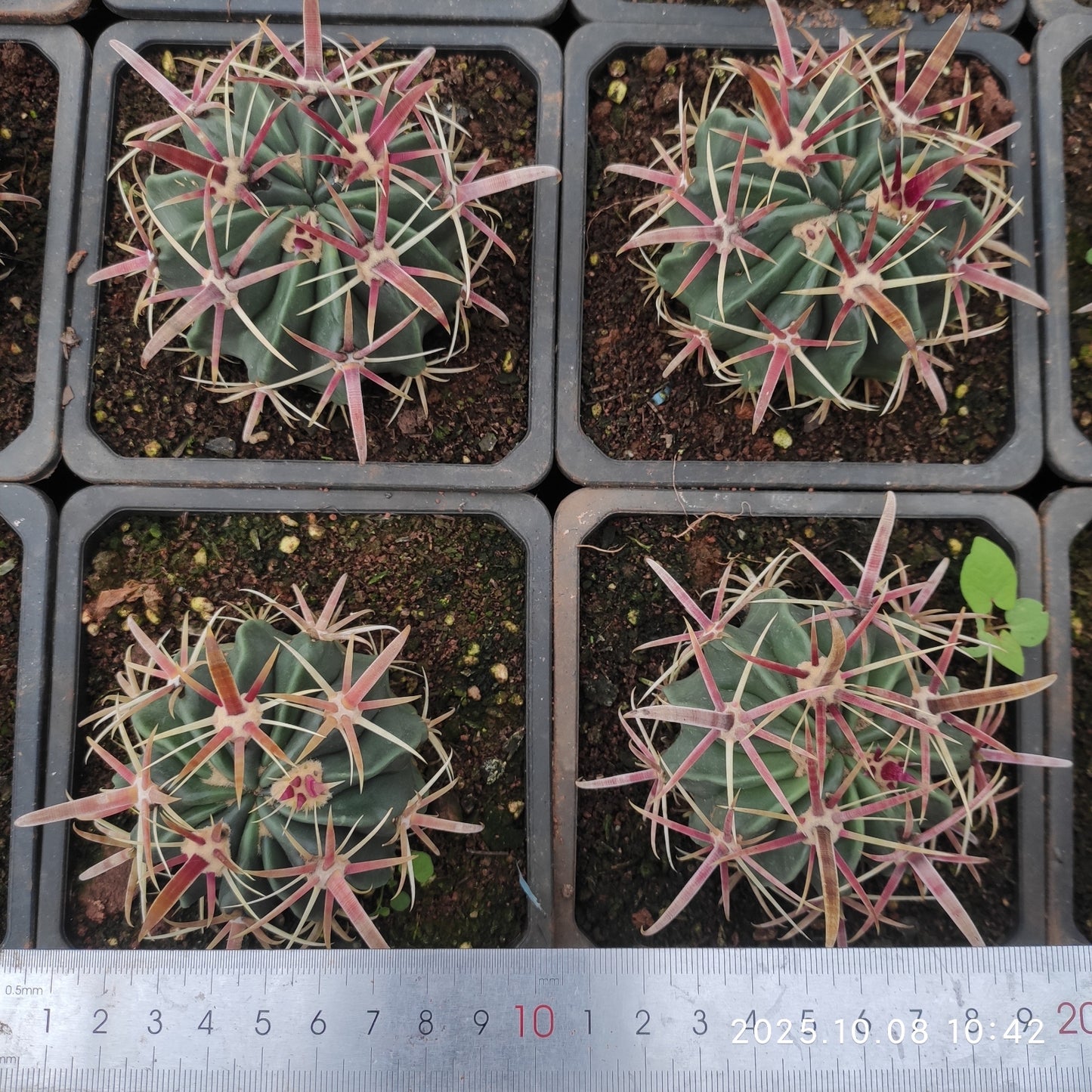 DMC041 日の出丸(9cm pot)