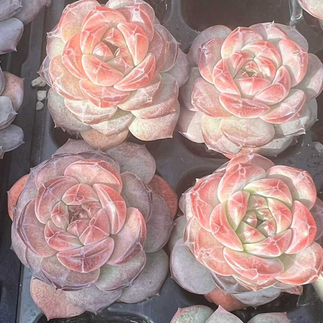 23489 クリスタル レーク(3cm pot)