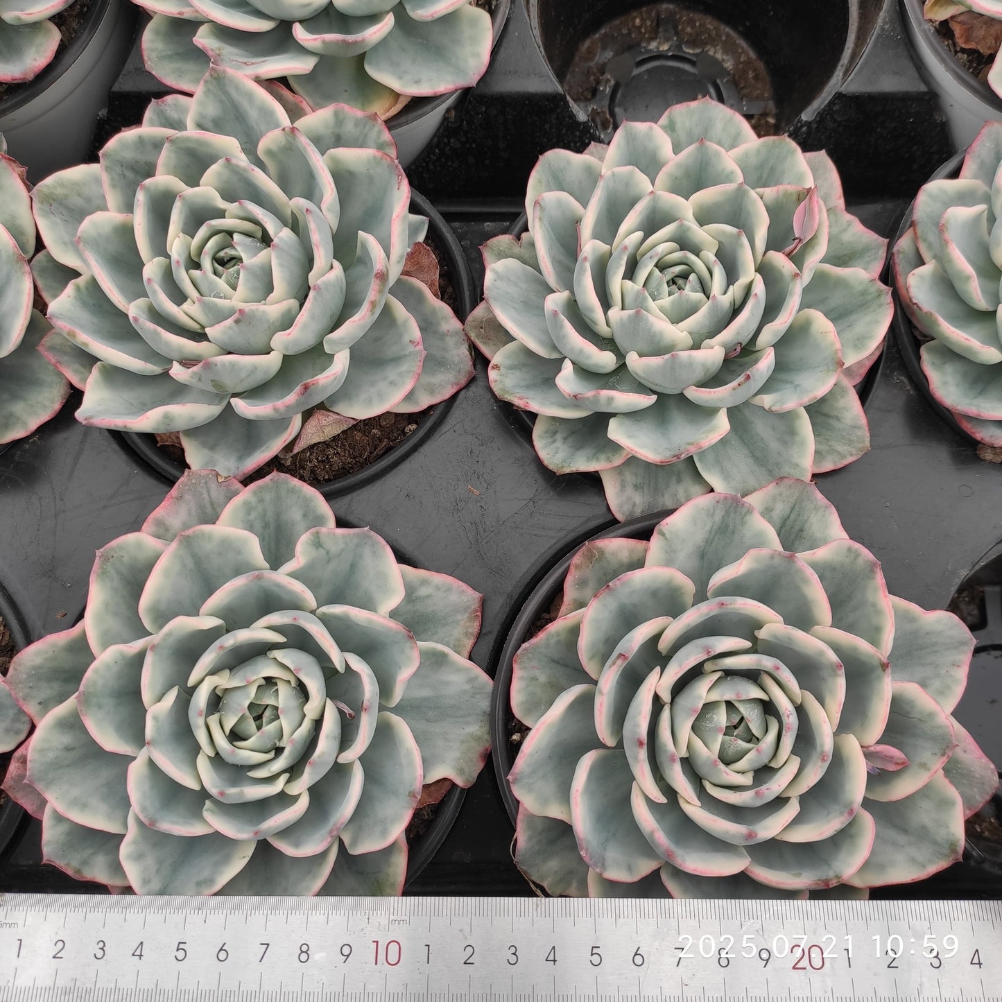 MMY1035 ピーチス&クリーム錦(12cm pot)