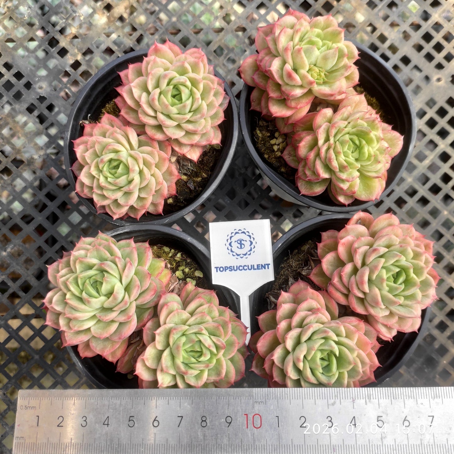 T1334 ライム&チリ