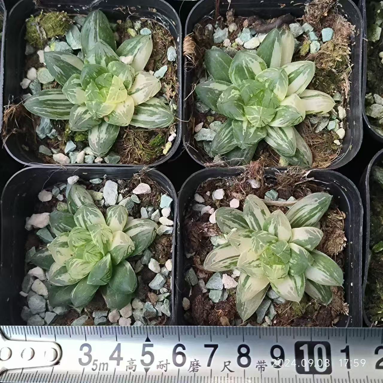 13187 塑膠皮錦