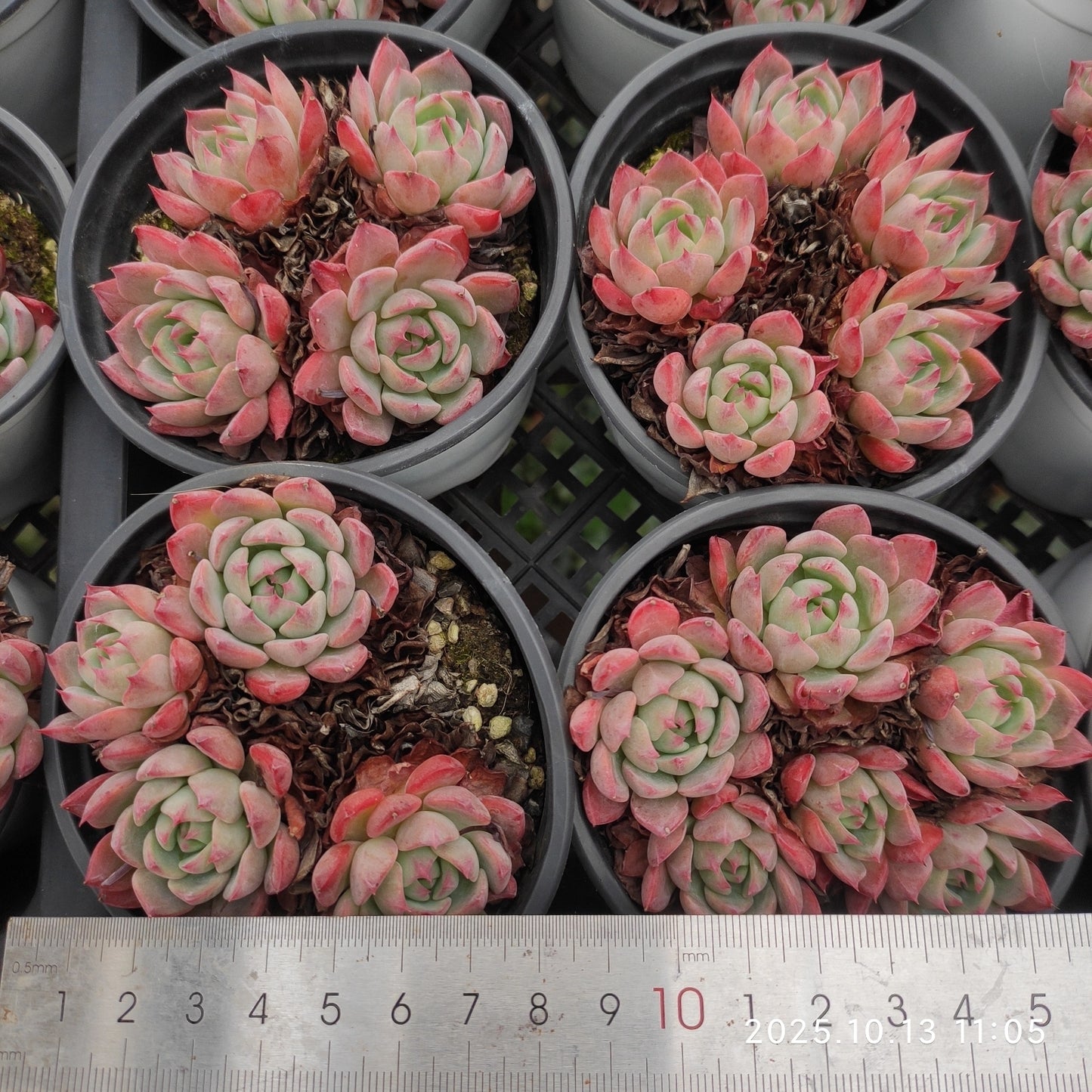 18295 七福美尼(9cm pot)