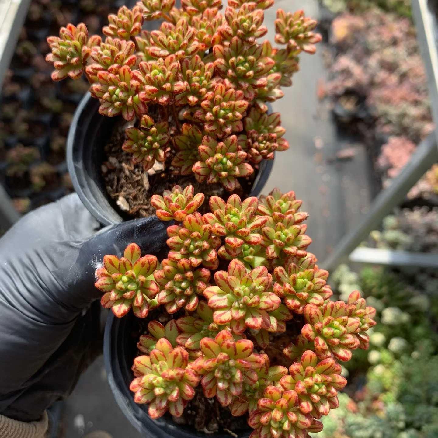 24501 小人の祭り