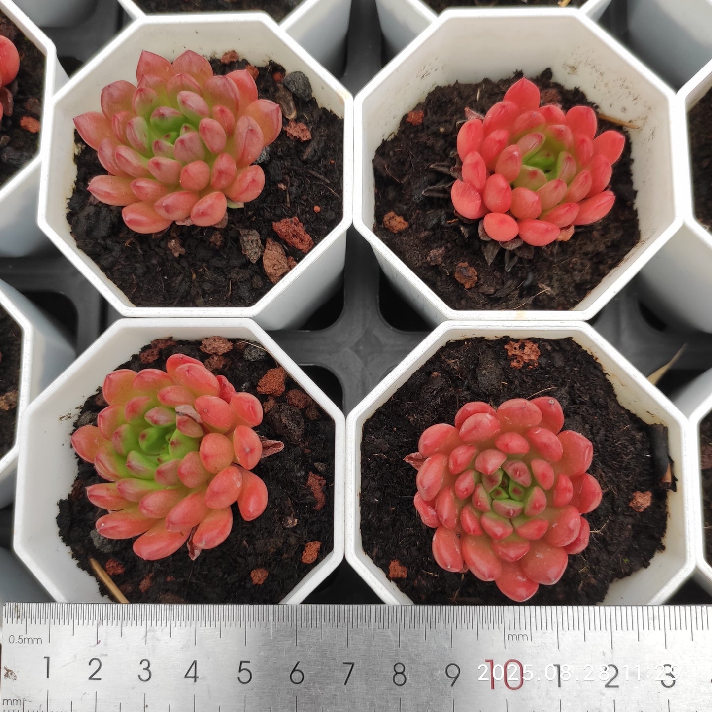 YBB033 ピンクルルビー(7cm pot)