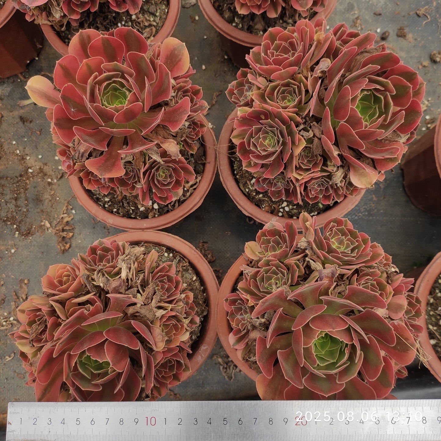 BC023 ウィーナー(17cm pot)