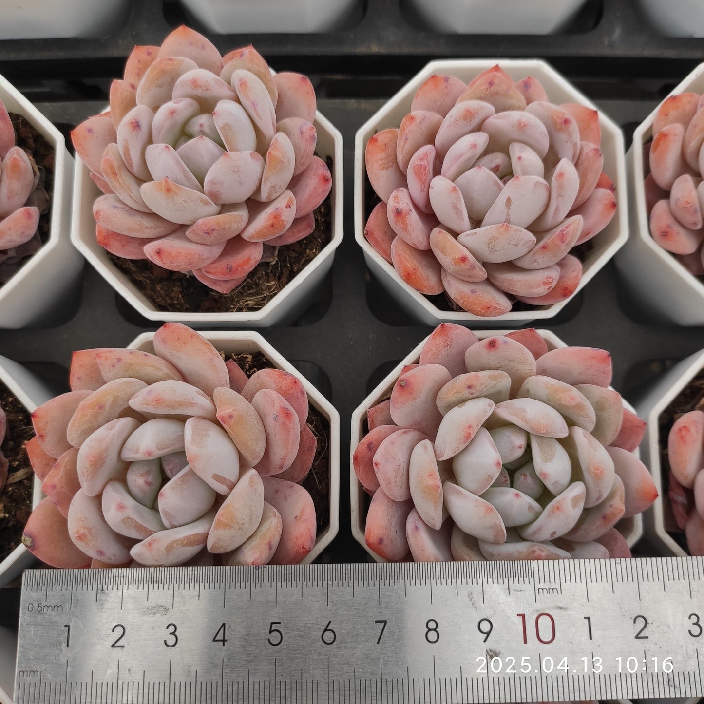 LMM316 モンロー(6.5 cm pot)