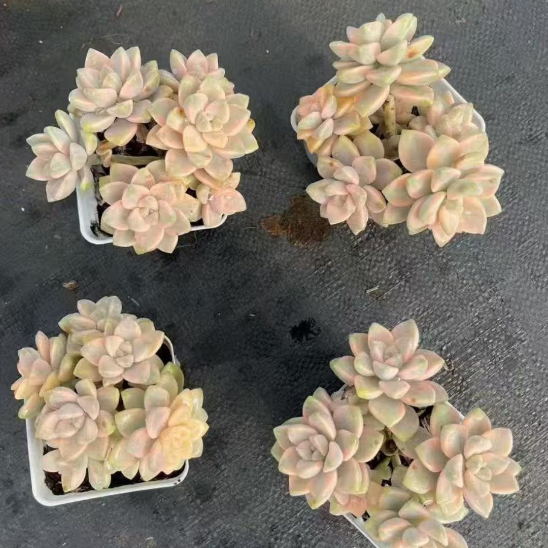 BL1995 ティテュバンス錦(8cm pot)
