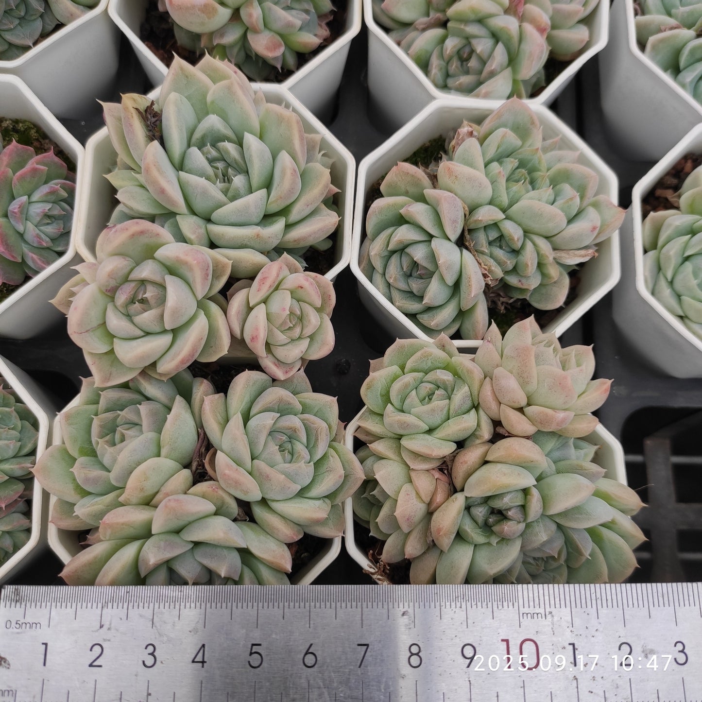 18285 クィーン オブ フラワーズ(7cm pot)