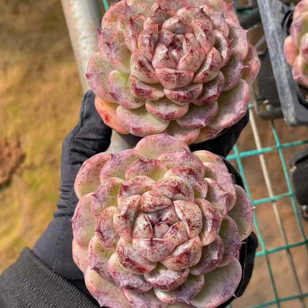 14495 ブラックビーチ