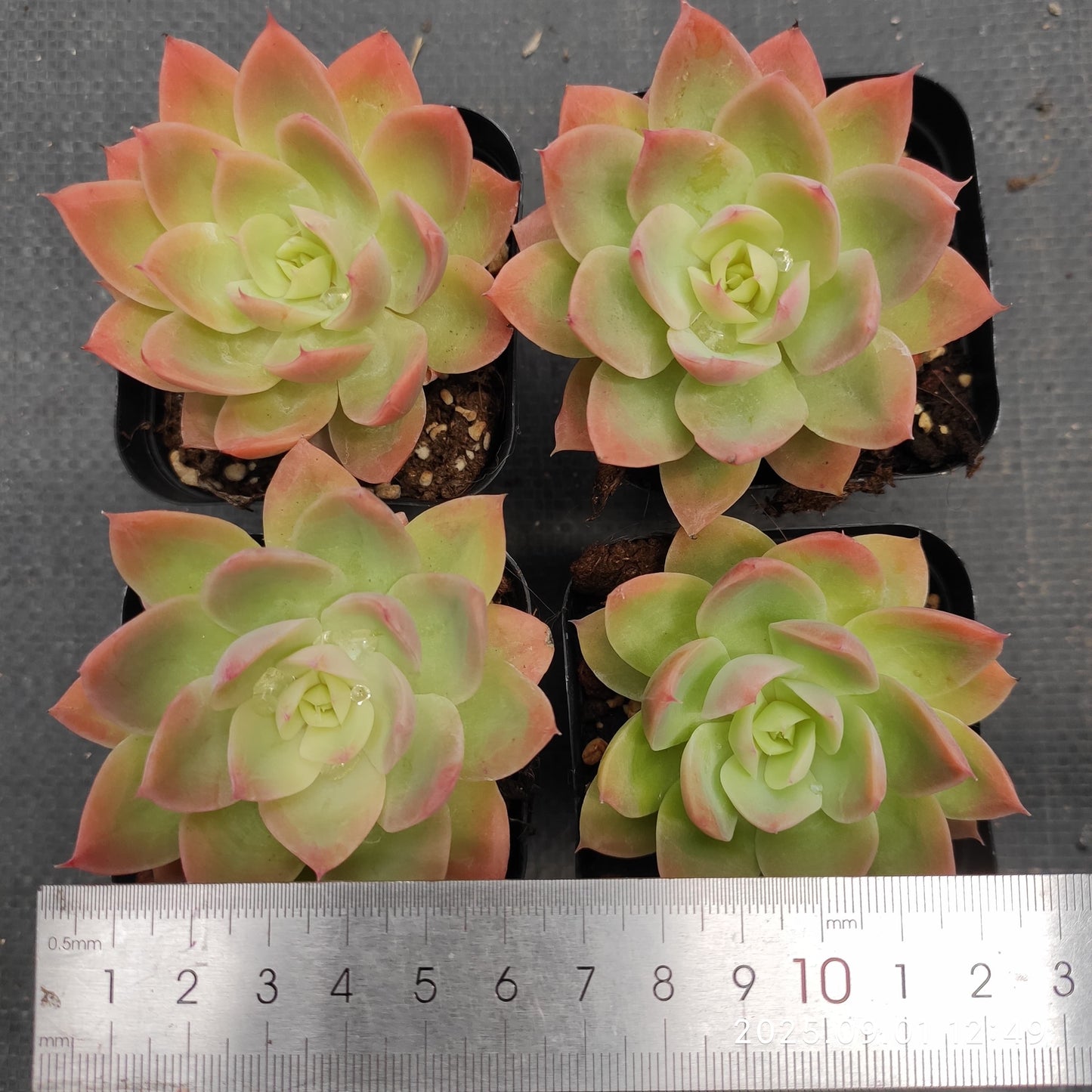 QN842 シルクヴェール(7cm pot)