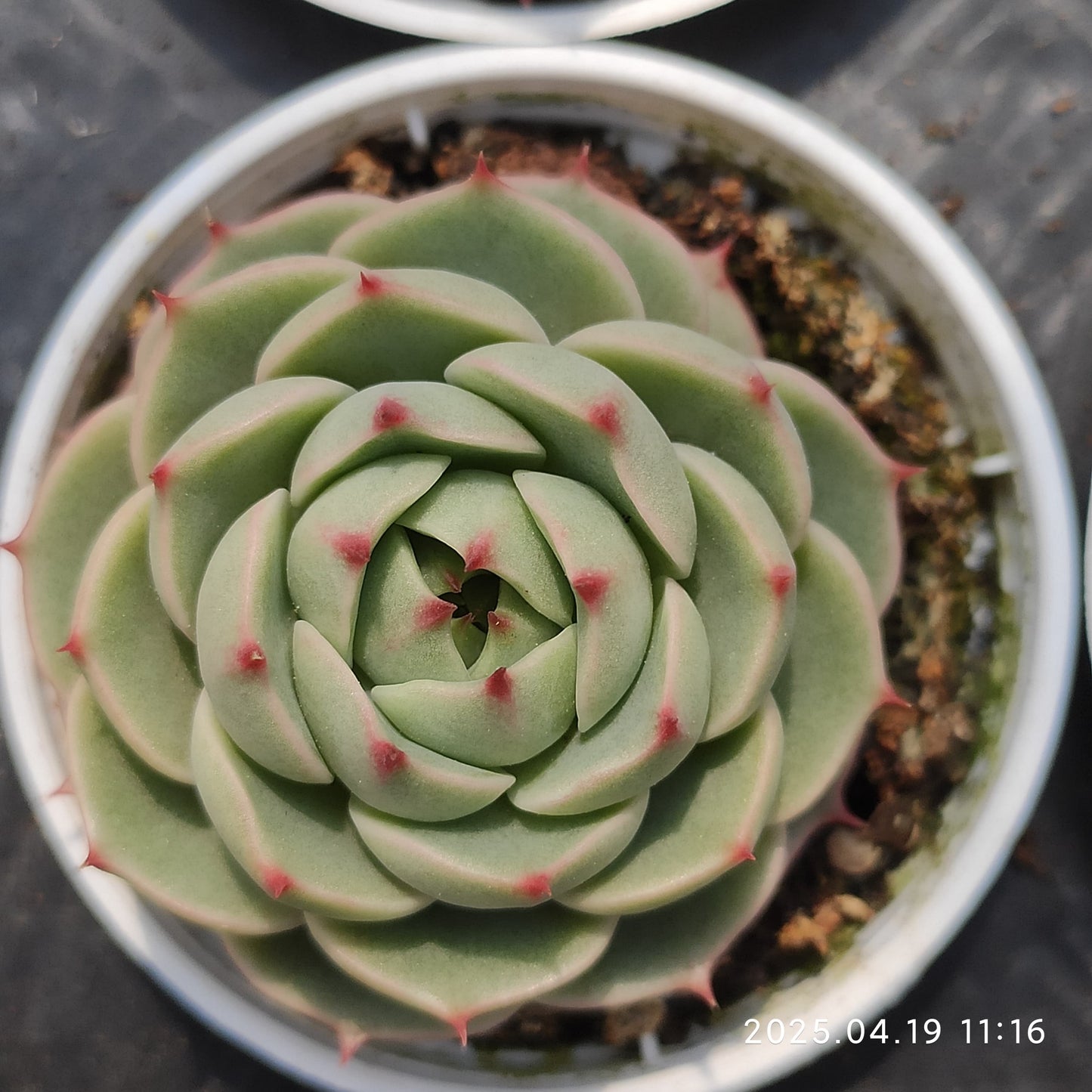 ZZA309 ベンバディス(50cm pot)