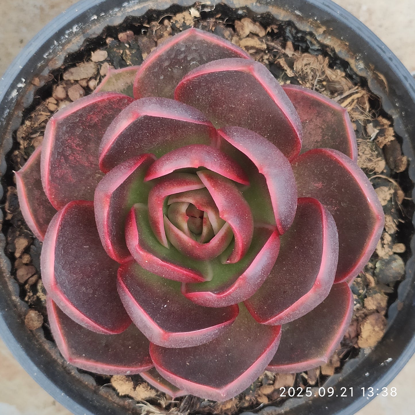 ZX251 トラフィックライト(16cm pot)