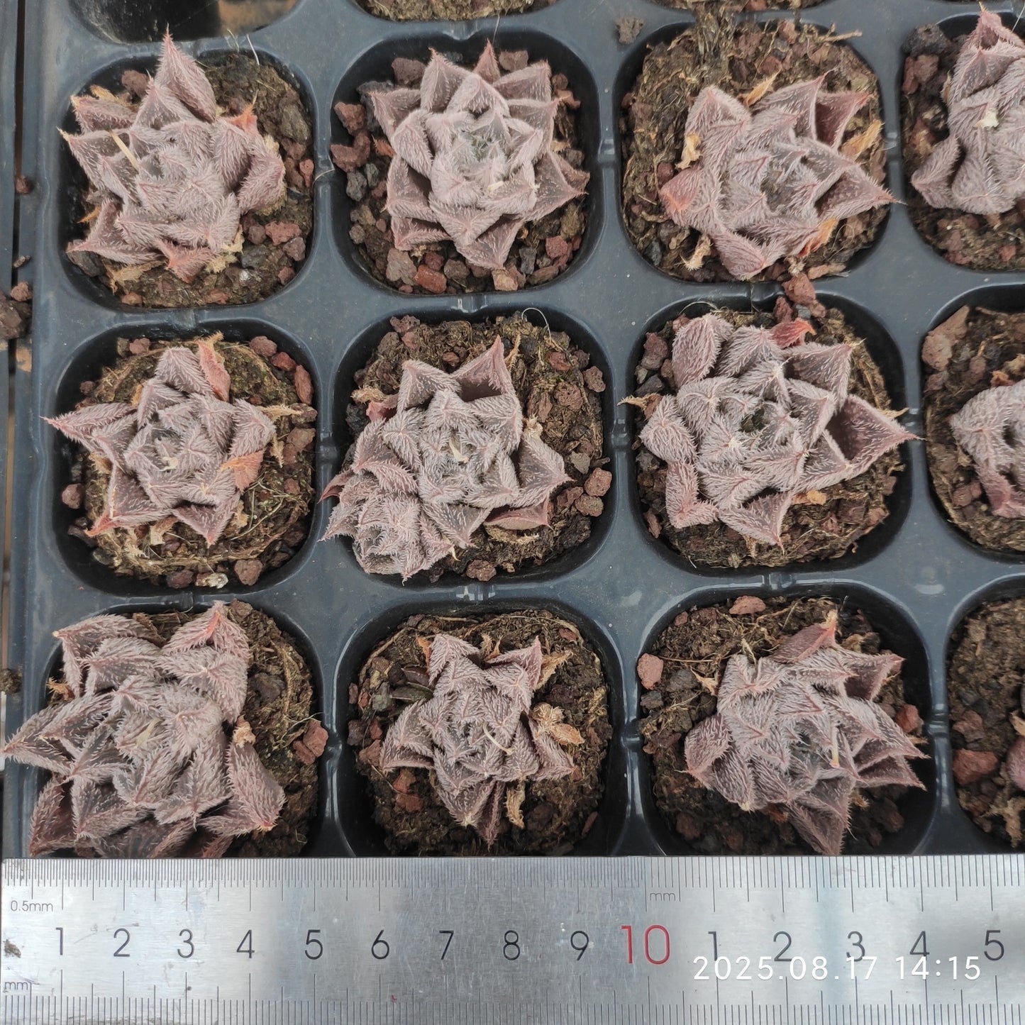 LMM403 小米雪(3cm pot)