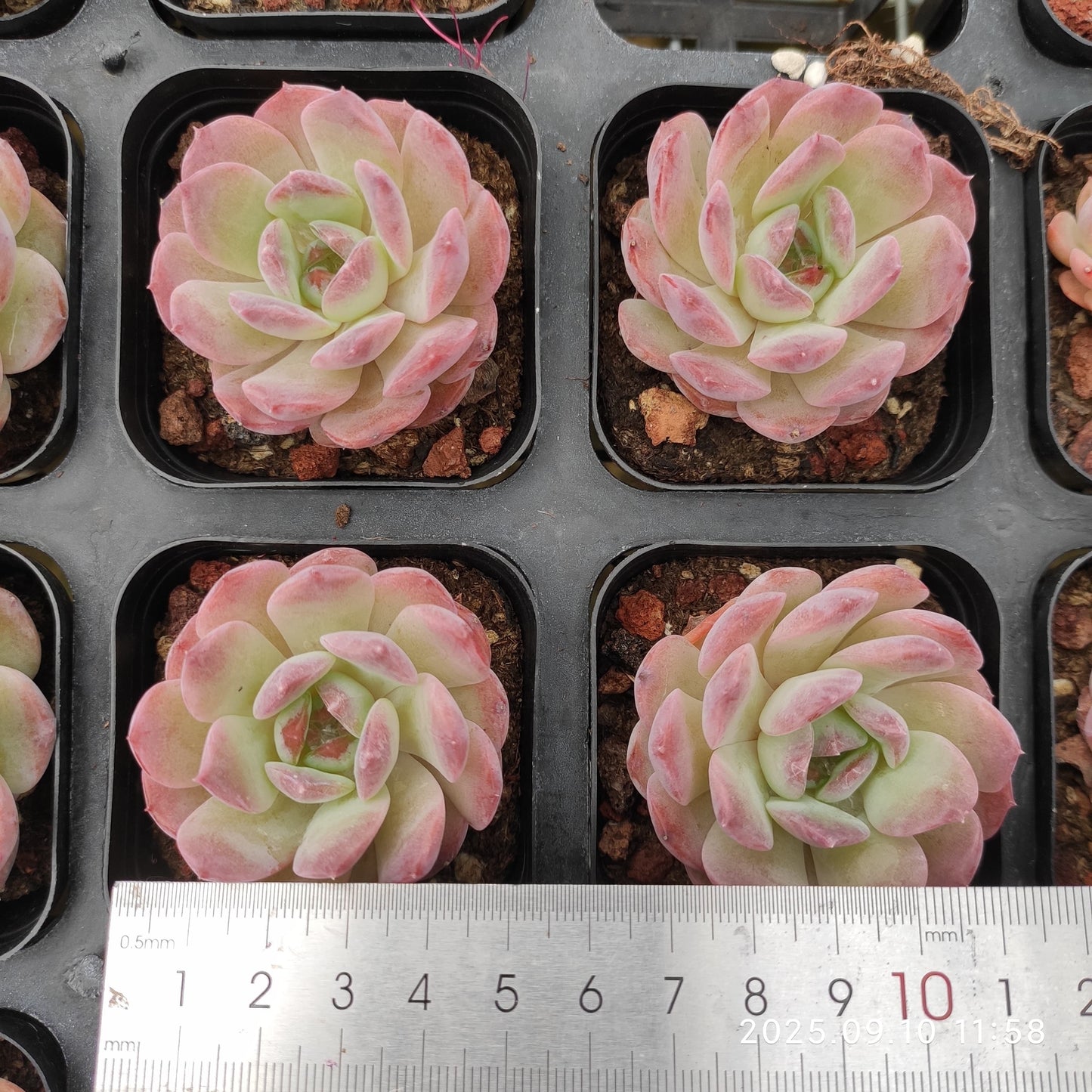 21023 アメイジング グレース x スター マーク(7cm pot)