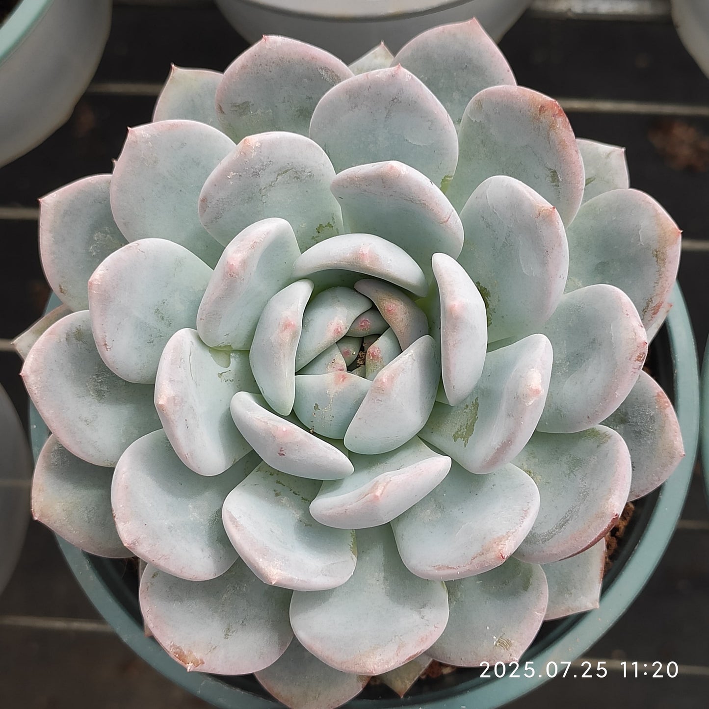 NGN519 モンロー (12cm pot)