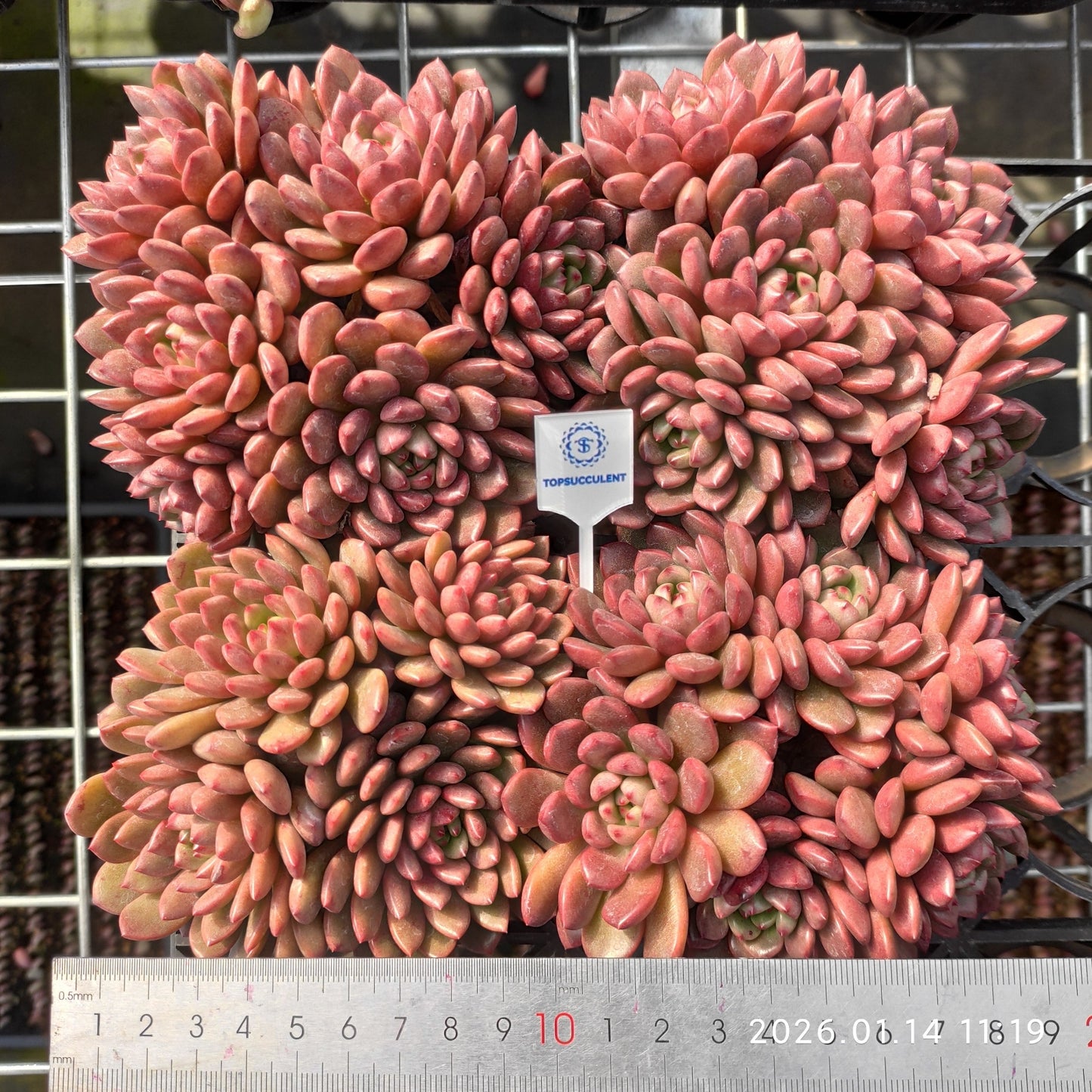 22463 ピンクルビー