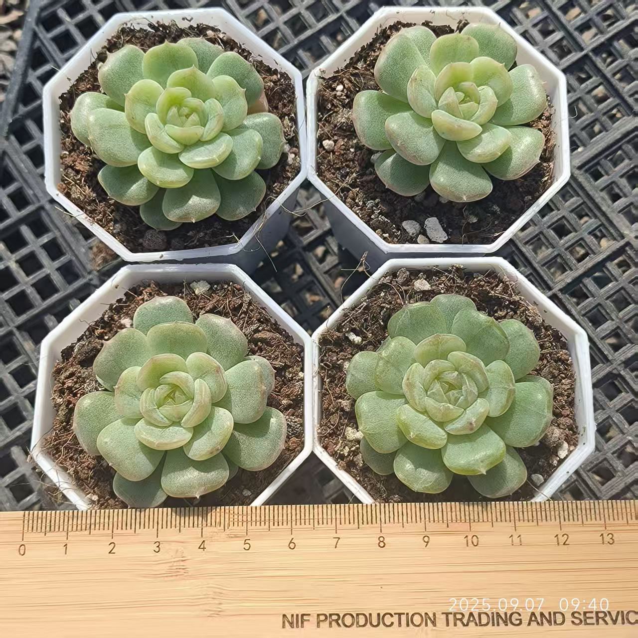 FFH220 ホワイトラバー(6.5cm pot)