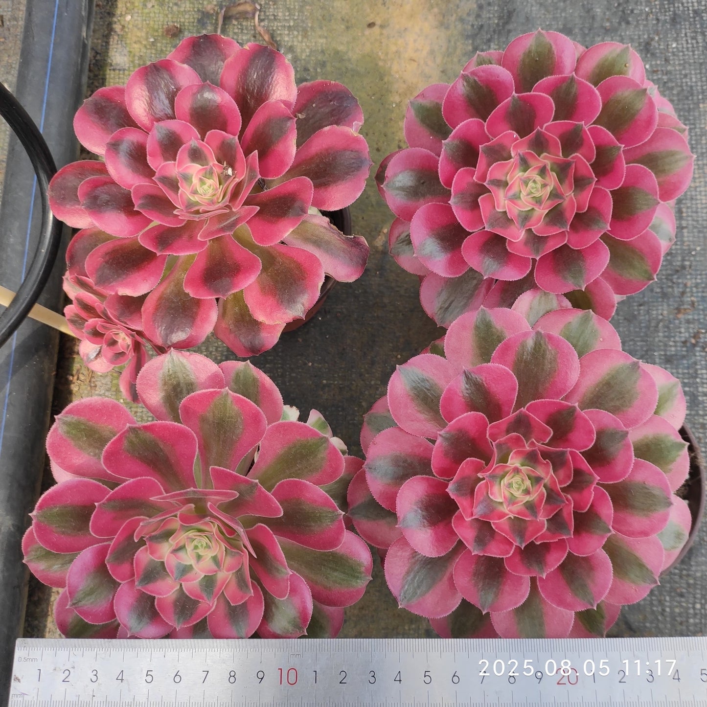 GDX018 ウィッチ(11cm pot)