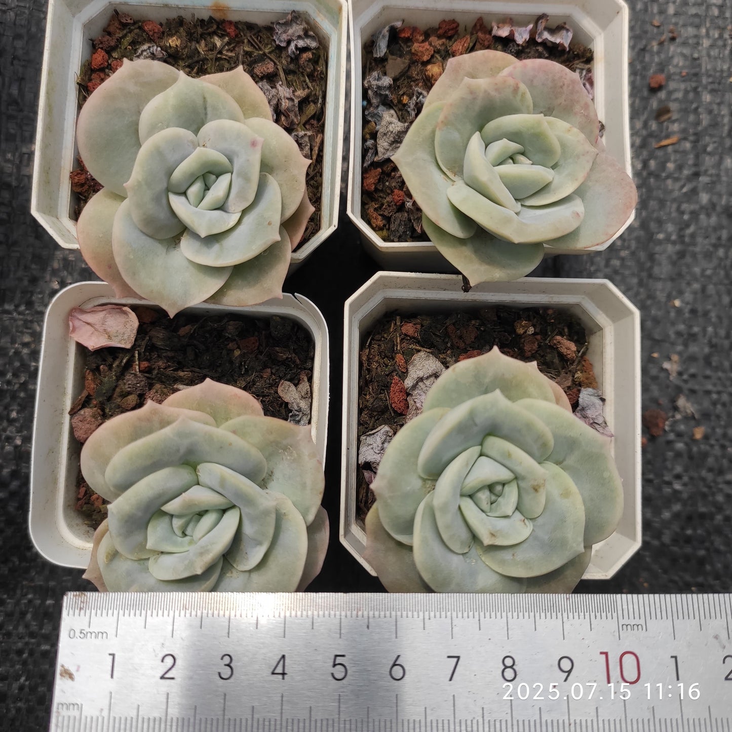 DWZ281 ラブリーローズ(7cm pot)
