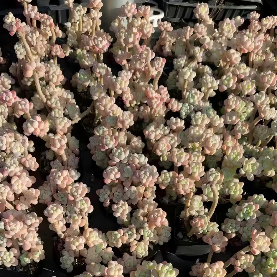 23788 クラバツム