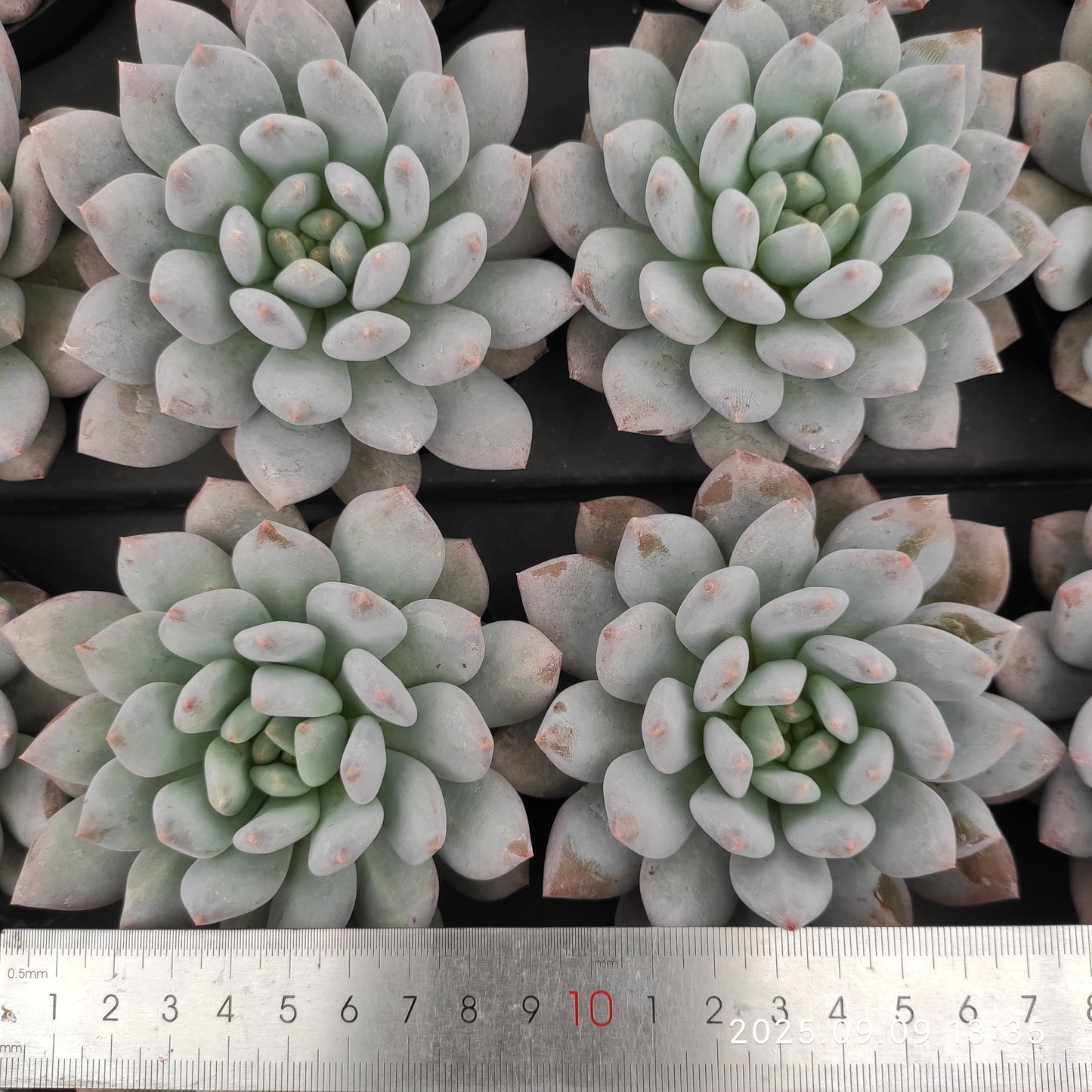 MMT876 ハーフサマー(9cm pot)