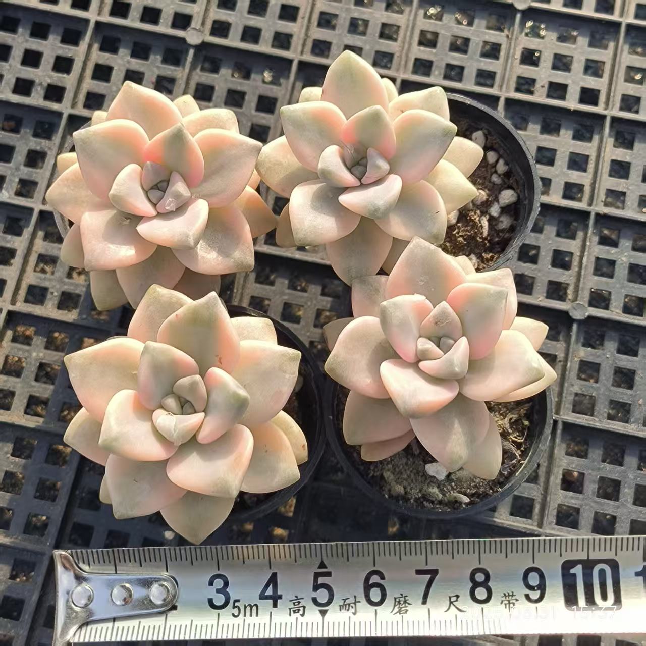 HH149 ティテュバンス錦(5cm pot)