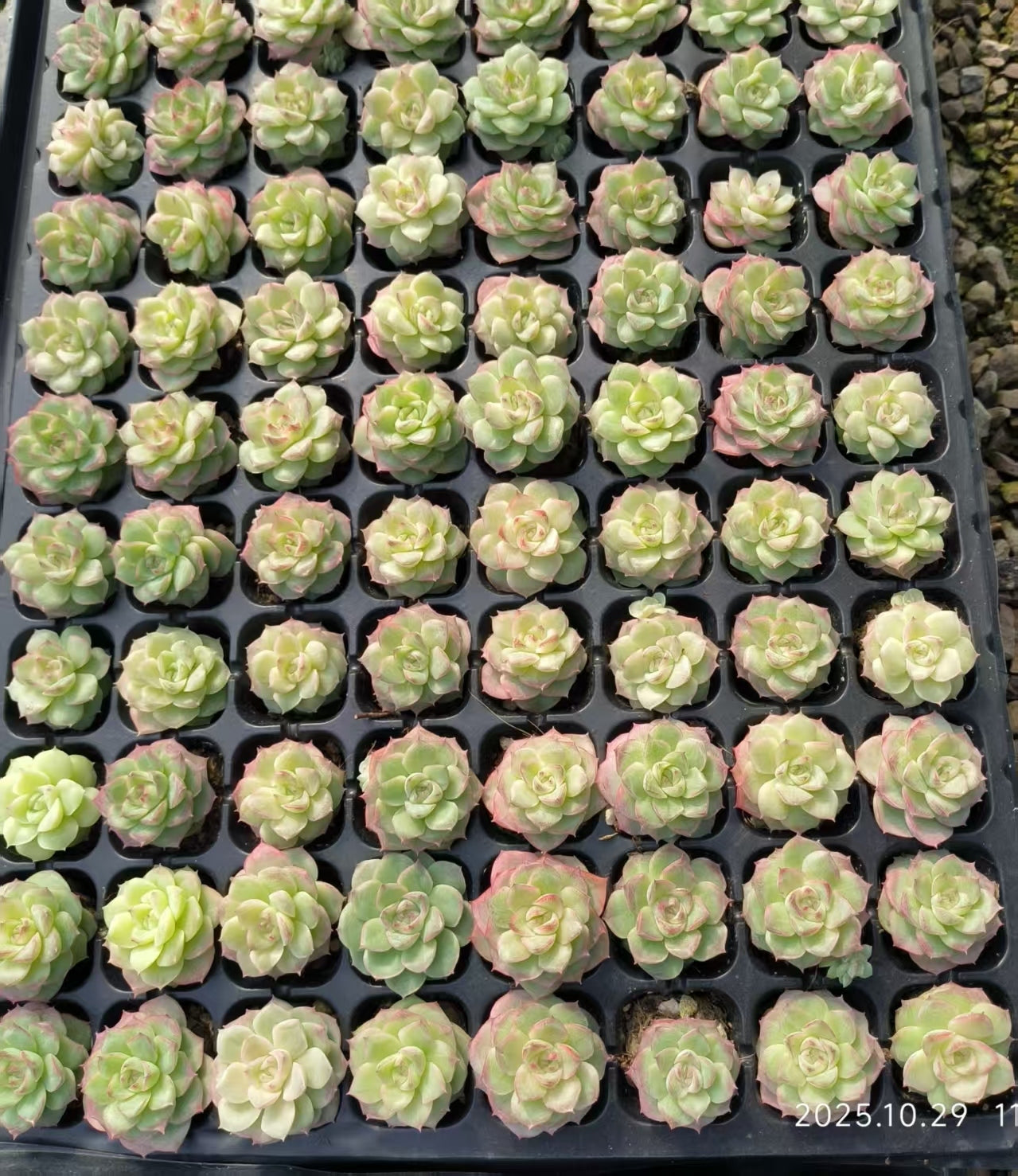 19423 ローズフェアリー(3cm pot)(ポット苗)