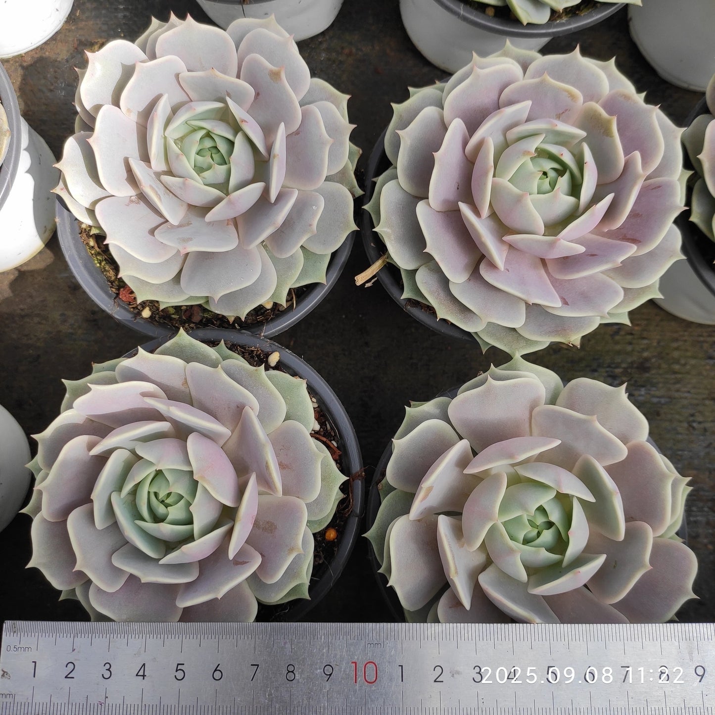 GDX011 ローラ(11cm pot)