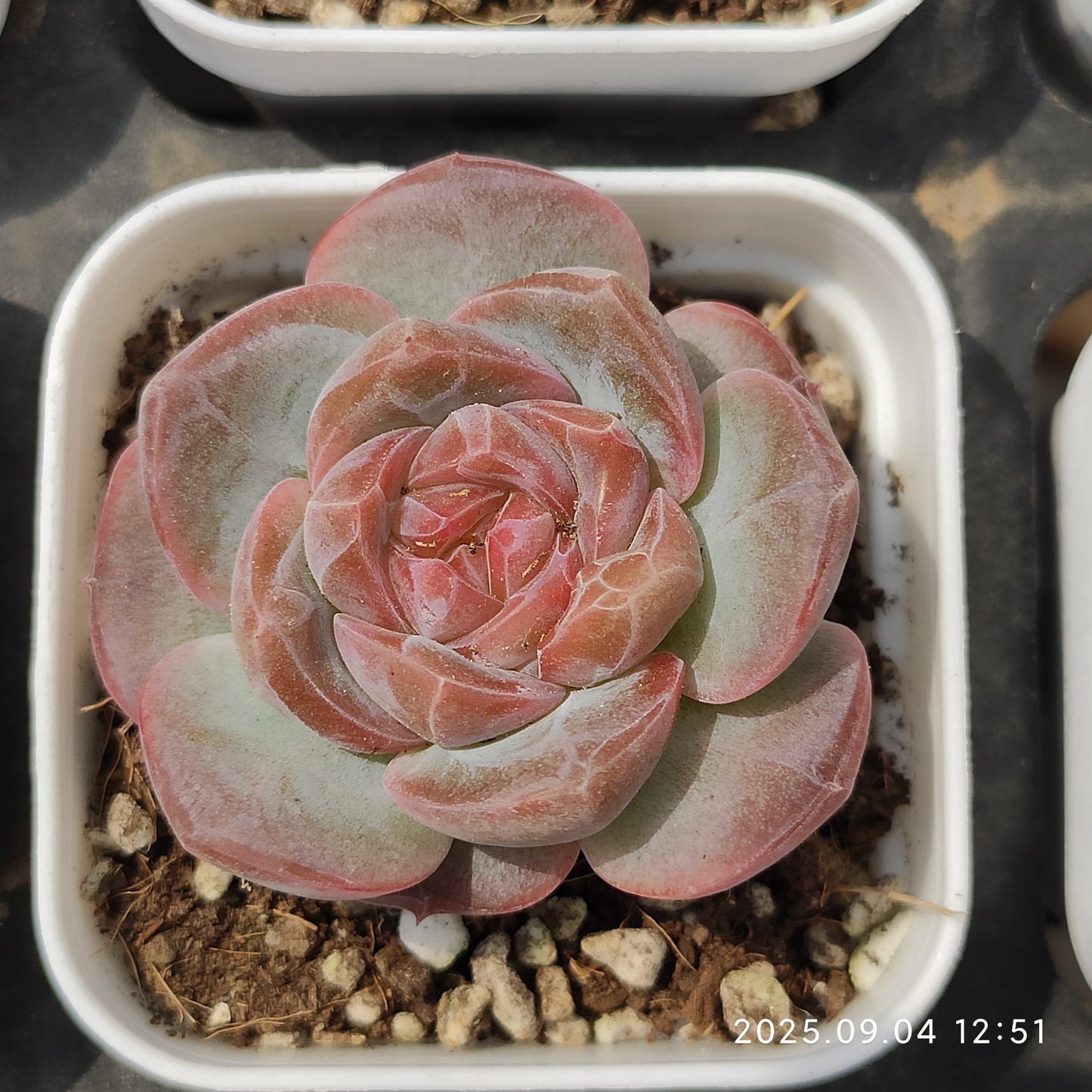 MMY1063 ライチー (5.5cm pot)