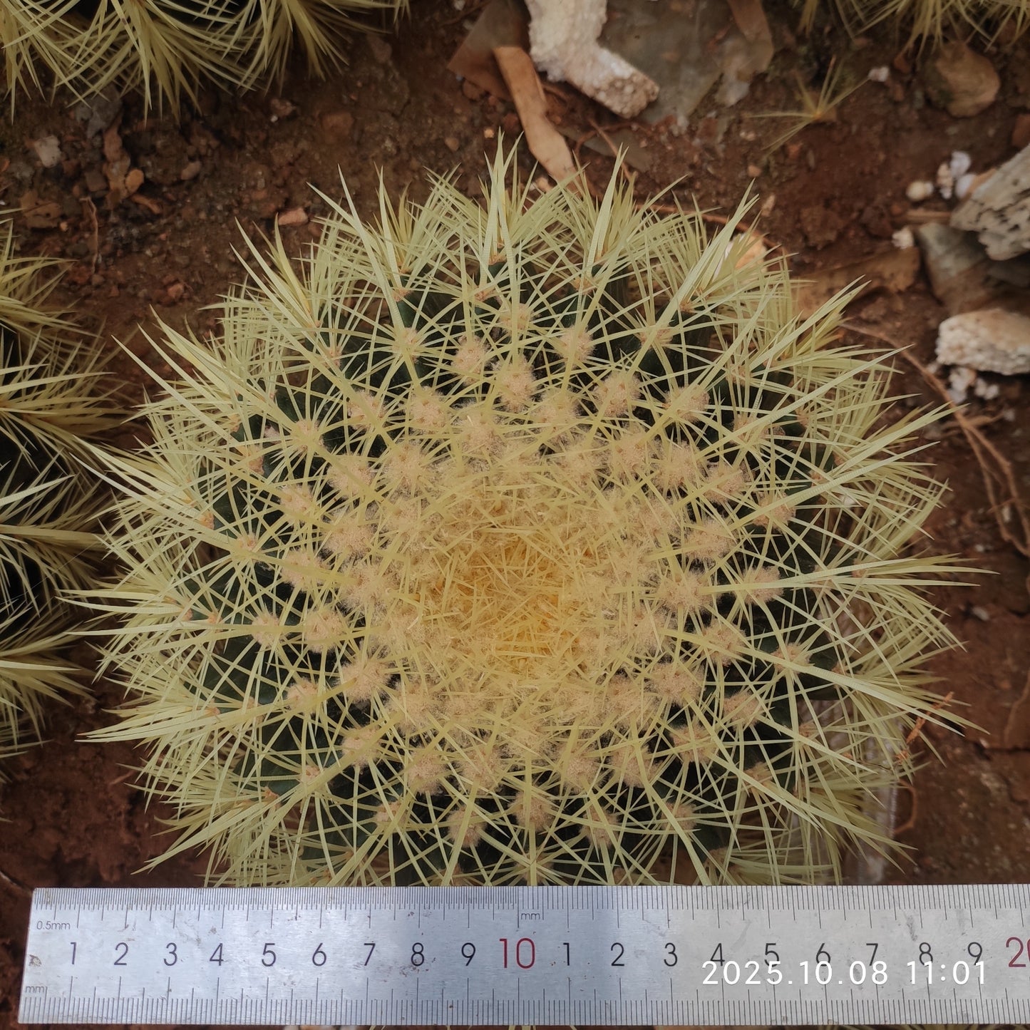 DMC054 金鯱(20cm pot)