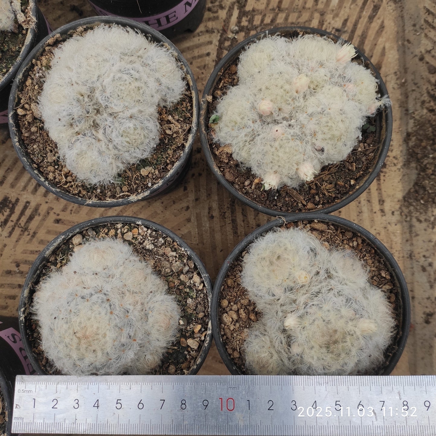 14717 白星(12cm pot)