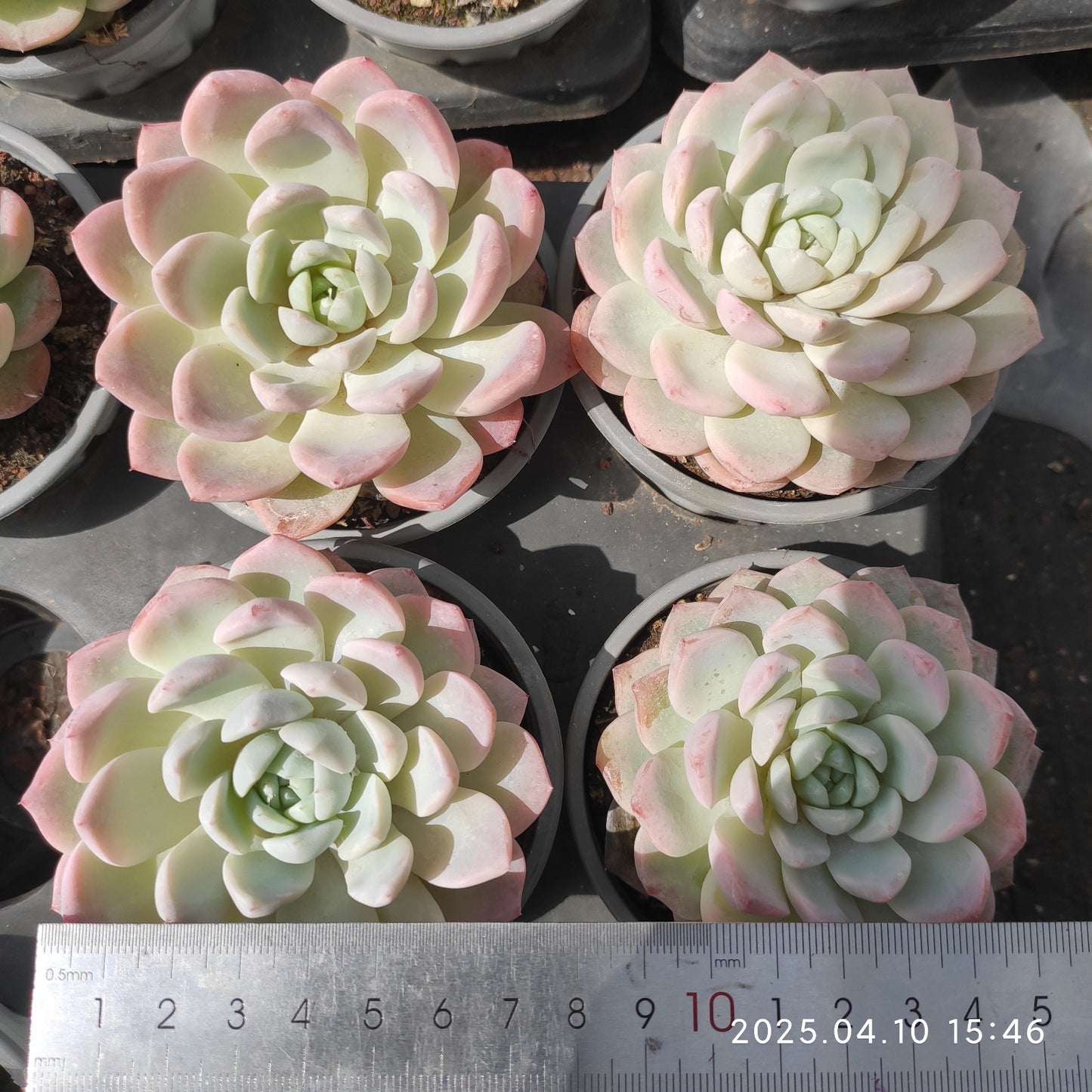 NGN725 エレガンス x サーライオン(50cm pot)