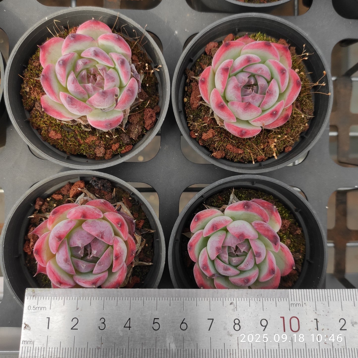 18356 コーローラッター Hyb(6.5cm pot)