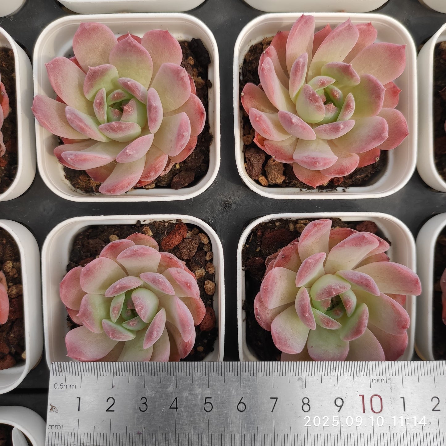 21010 アメイジング グレース x セアラーハイム(7cm pot)