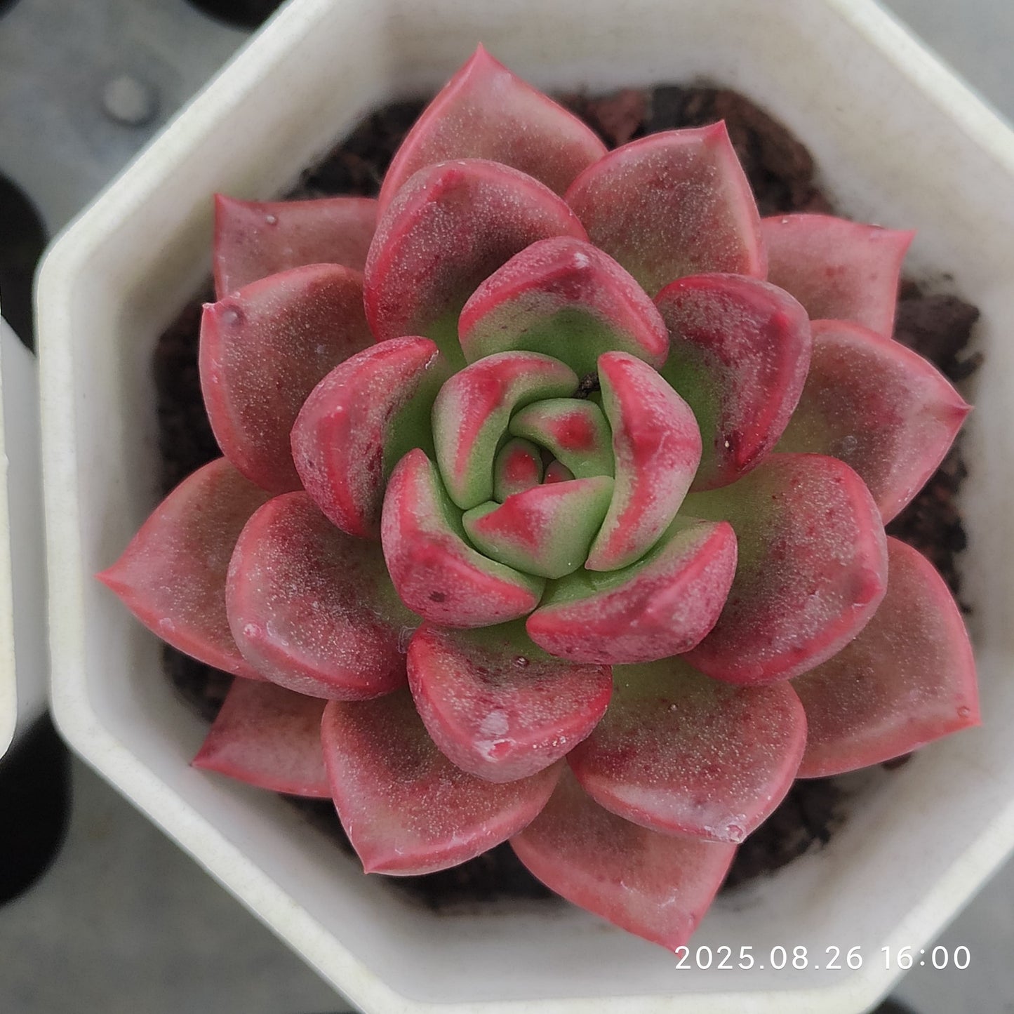 DQ149 シャーロットガーデン(7cm pot)