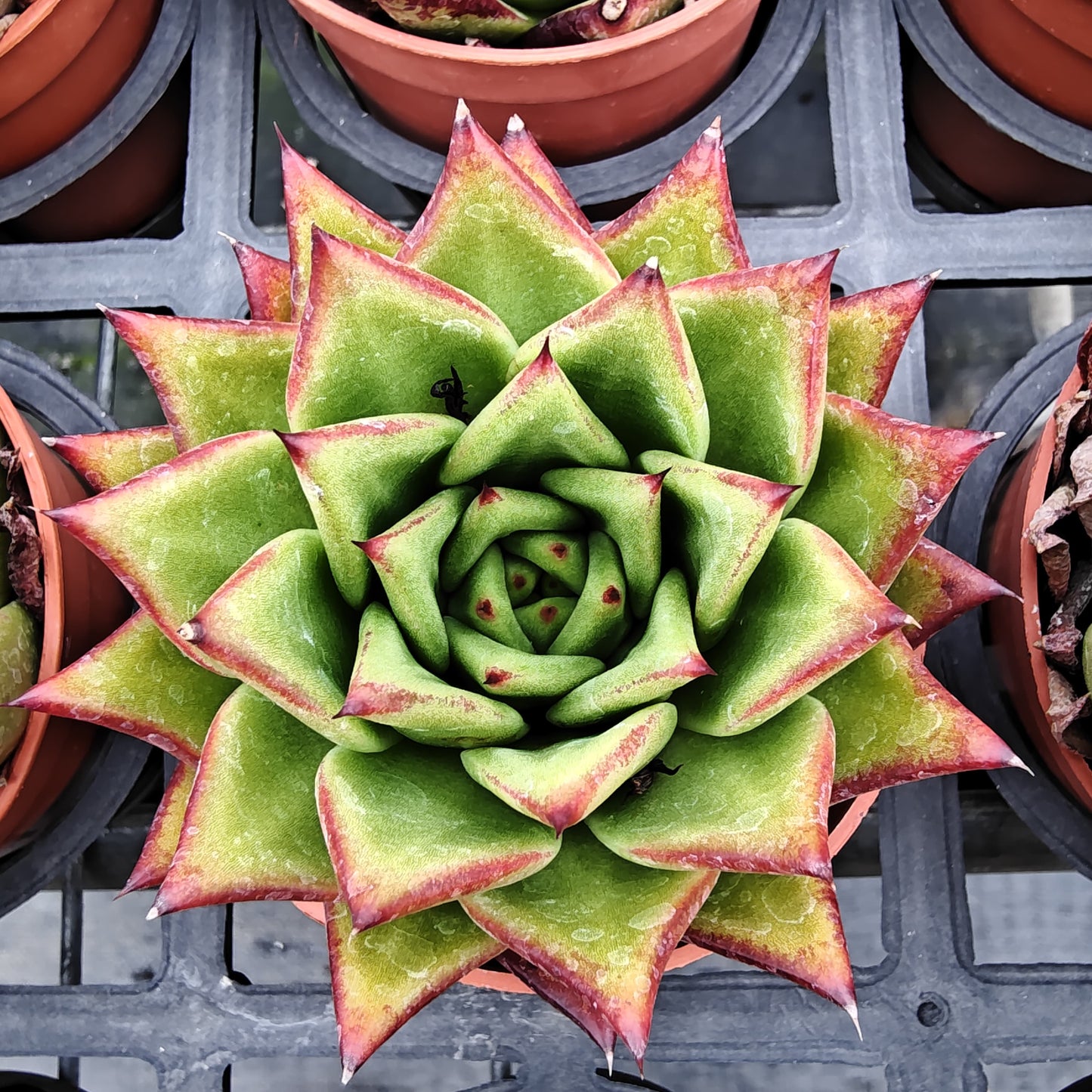 ZXX269 ブロードロメオ(7cm pot)