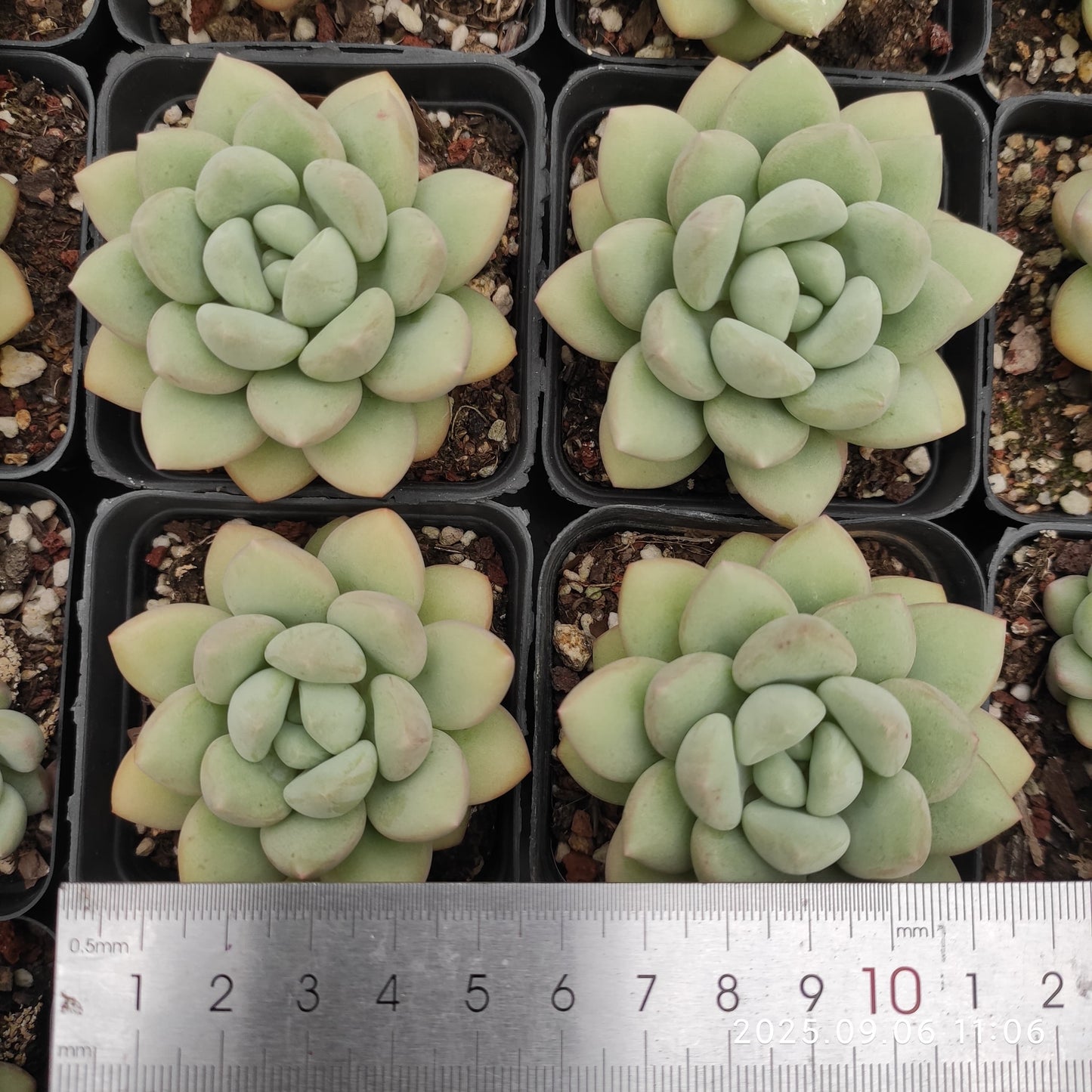 RC056 バブルガム(7cm pot)