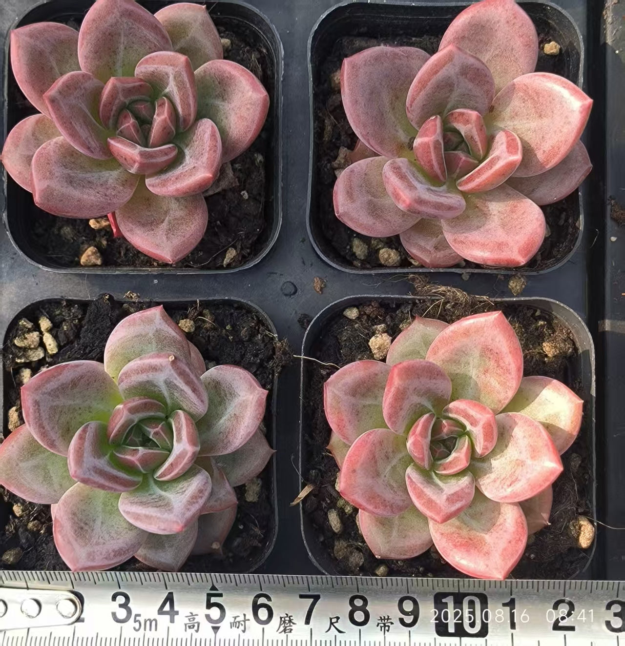 LG651 タイガー スキン(6.5cm pot)