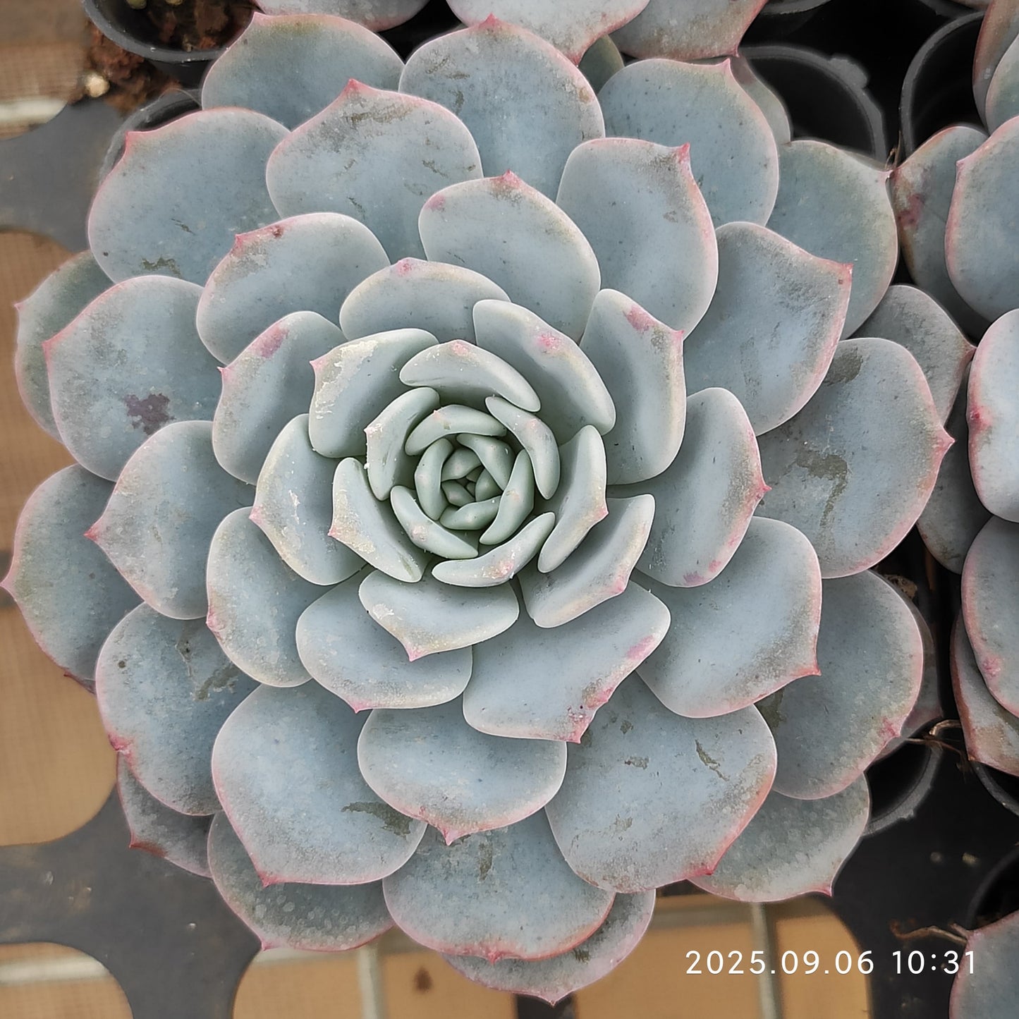RC140 ワックス スキン(7cm pot)