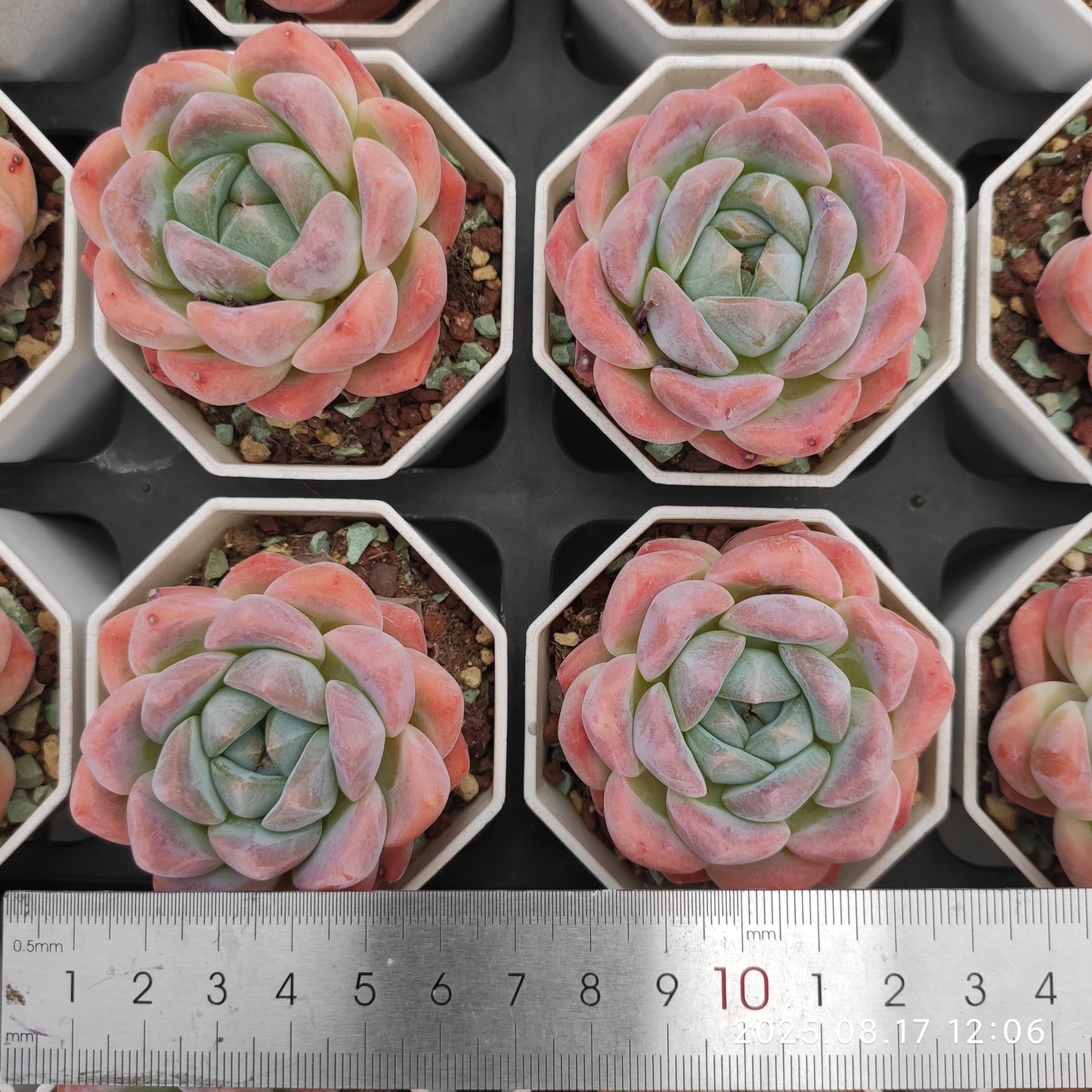 LMM166 ローンリー ハート(7cm pot)